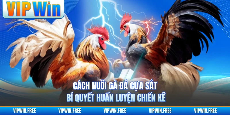 Cách Nuôi Gà Đá Cựa Sắt - Bí Quyết Huấn Luyện Chiến Kê