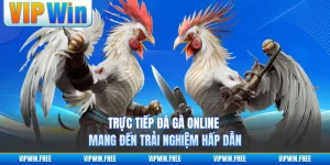 Trực Tiếp Đá Gà Online Mang Đến Trải Nghiệm Hấp Dẫn